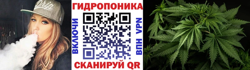 Шишки марихуана гибрид  Канаш 